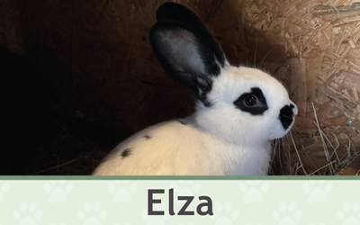 Králík Elza – Farmapark u Toma